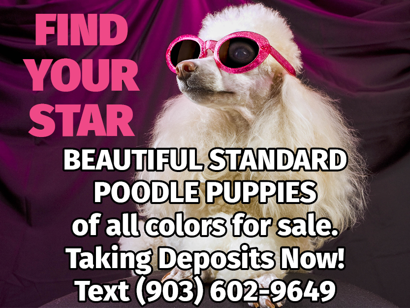 Stacy Martens Poodles ad